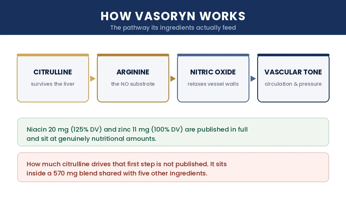 How Vasoryn works: citrulline to arginine to nitric oxide to vascular tone